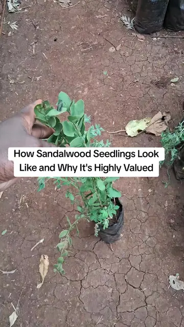 Osyris lanceolata, commonly known as East African Sandalwood, is one of the most
