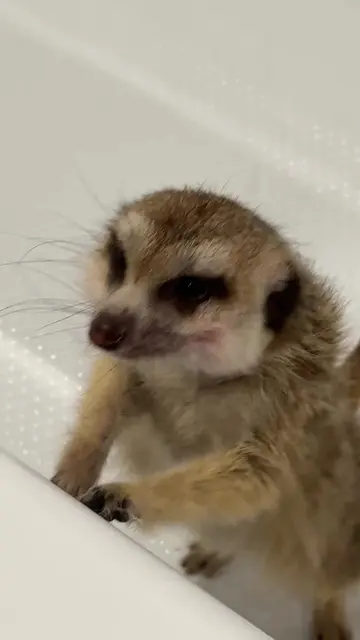 Timon Drying 😍 Сушка Тимона 😍 #сурикат #meerkat #suricata #suricate #狐獴