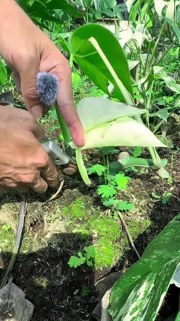 #cuttingmonstera #cuttingmonsteraalbo #monsteraalbo #monsteramint #kiengla 