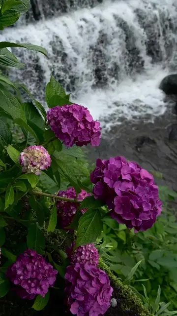 🌸 Hidden in Gunma, this hydrangea paradise is pure magic. 💜 Welcome to Onoike 