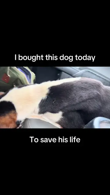 While working (farrier) this place I went had a bunch of dogs. I saw this one ca