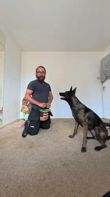 How to teach your dog to rollover. #creatorsearchinsights #dogsoftiktok #DogTrai