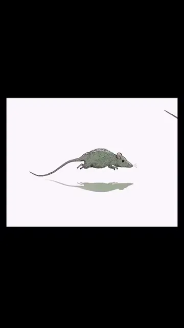 One of the deepest animated films ever made. Happiness by Steve Cutts perfectly 