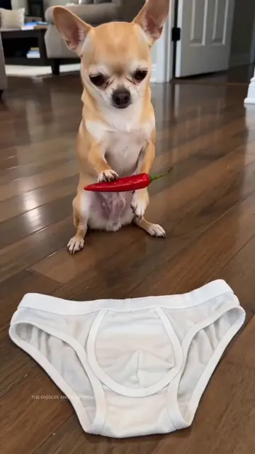 From spicy underwear to donkey paintings, this Chihuahua has zero chill around B