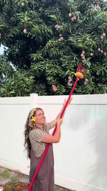 What’s your favorite variety of mango!? Mine is probably coconut cream 
