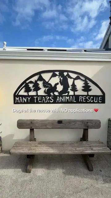 Dogs at the rescue with no applications 🥺 #adoptdontshop #dogrescue #rescuedog 