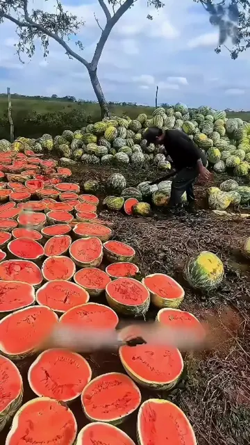 Դեն մի նետեք ձմերուկի կեղևը: 🍉 Մի՛ շտապեք #armenia #erevan 