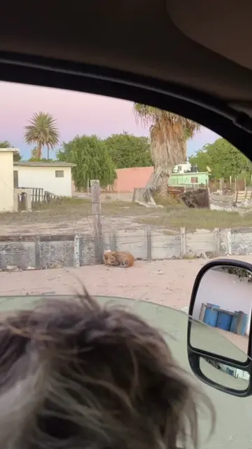 Our mission led us to Six🐾🫶🏼 We were driving the dusty backroads of Baja doin