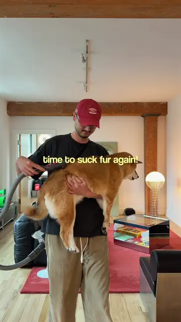 shibas shed twice a year, 6 months each. at least I have this grooming kit to ke