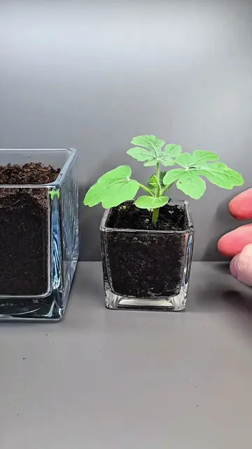 Watermelon Growing Timelapse 🍉 | 15 Days in 30 Seconds ⏱️ #Shorts #Watermelon #