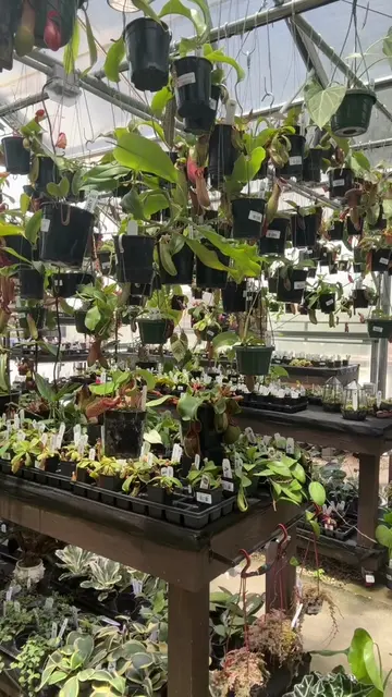 Nepenthes ‘Diana’ is an easy-to-grow tropical pitcher plants with striking deep 