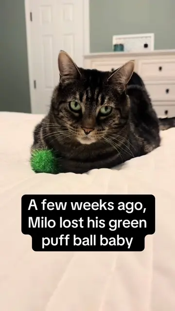 A happy update about Milo’s green puff ball baby 🥰 #foryou #foryoupage #viral #