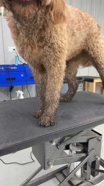 I couldn’t believe her legs when she walked in!! 🫣🐾 #goldendoodle #doggrooming