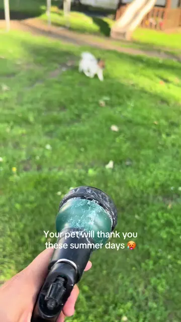 Pet disposable gloves to keep your dog fresh and clean this summer #dogsoftiktok