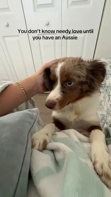 The best purchase of my life #aussie #toyaussie #australianshepard #puppylove 