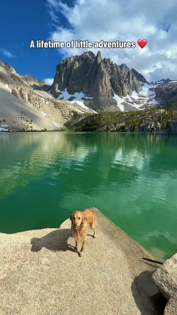 Determined to give my dog the best life possible #dogdad #dogsoftiktok #goldenre