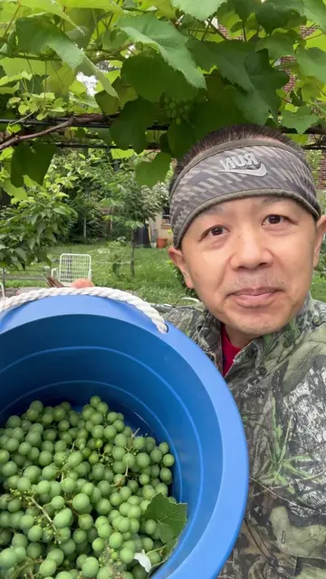စပျစ်သီးငါးပိကြော် #grapes  #စပျစ်သီး 