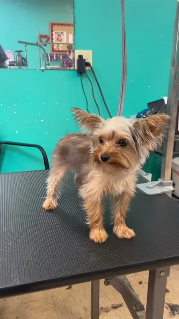65$ for this grooming service!!!        (Haircut: Yorkie cut)        ✨Pet name :