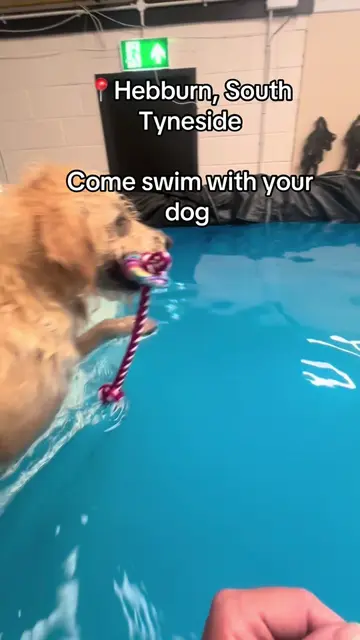 Book your fun swim now, www.gethappytails.co.uk 