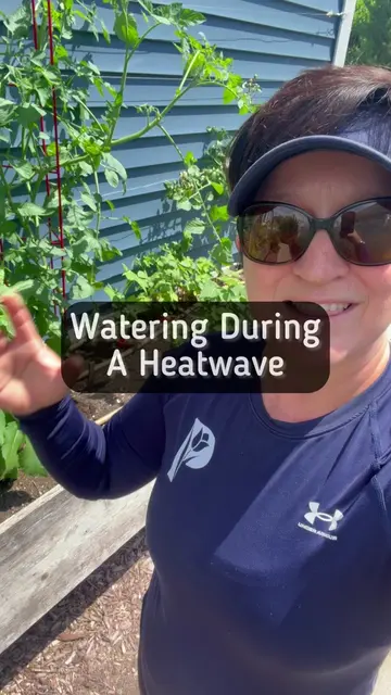 Watering during a heat wave requires you to inspect your soil and observe your p