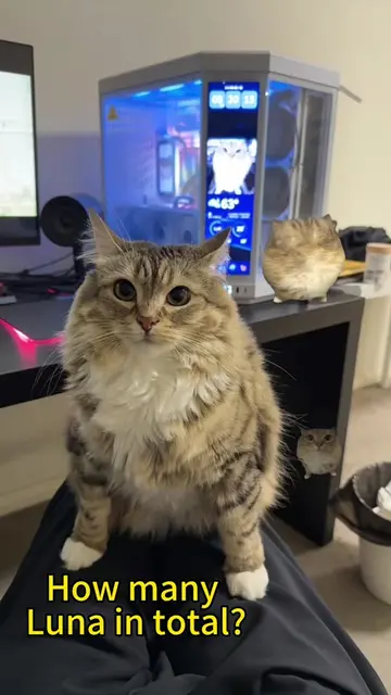 How many Luna in total? #catsoftiktok 