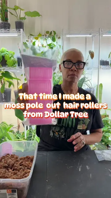 My Florida Ghost is still on this moss pole and loving it. Dollar Tree is my go 