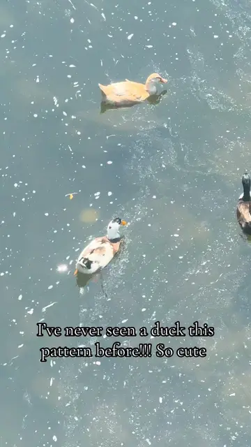 This duck looks like cow omg it’s so cute #animals #duck #pattern #cute #fyp 