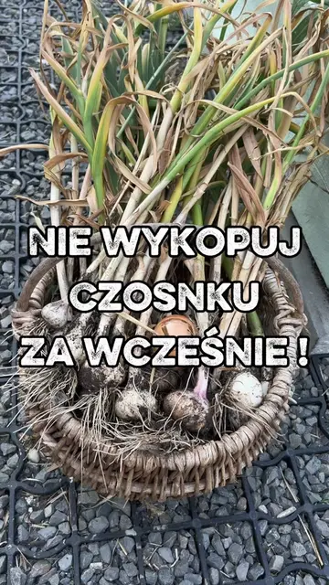 🧄 Kiedy zbierać czosnek? To pytanie wraca co roku. I odpowiedź wcale nie kryje 