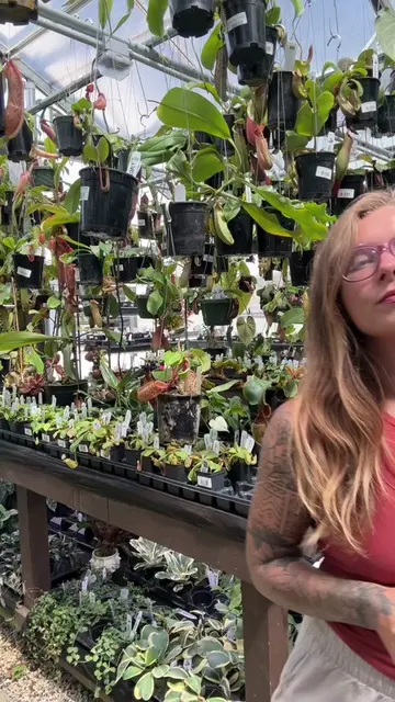 The carnivorous plant we all think of when we hear “carnivorous plant.”  Venus f