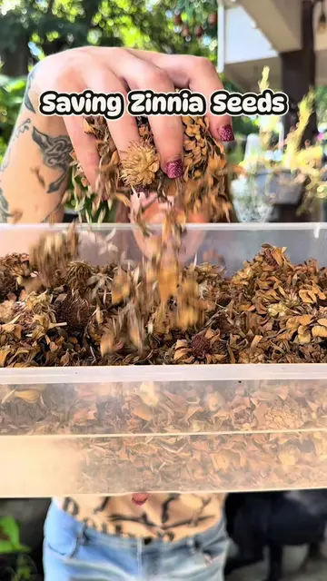 Collecting Zinnia seeds has never been easier. This is exactly what to look for 