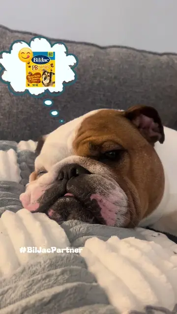 #BilJacPartner Morning routine, but he only has one motivation 🐶✨ Bil-Jac treat