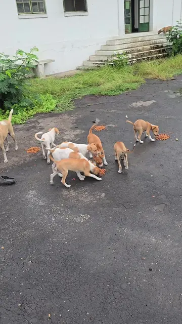 Donations needed! Every single day, 200 stray and abandoned dogs and cats rely o