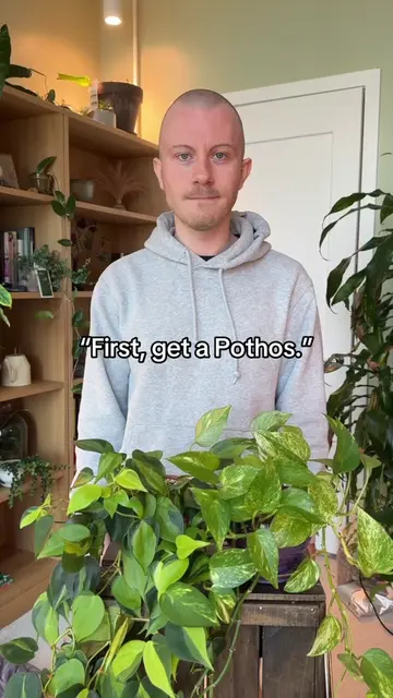 It’s so easy to confused Pothos plants (or Epipremnums) with Philodendrons. The 