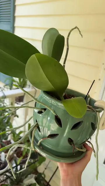Well what do I do now? #PlantTok #Houseplants #plants #orchid #plantcare 
