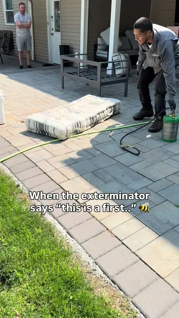 Glad we got it in time. The combs are filled with eggs!!  #yellowjackets #exterm