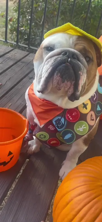 Do you need any assistance today sir?!? 🏕️🌲 #dogsoftiktok #funnydog #puppiesof