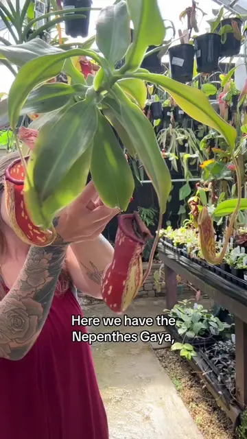 If you want to get into carnivorous plants, or into Nepenthes, but you’re worrie