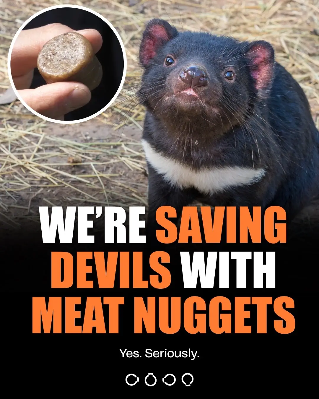 😈 Yes, we’re trying to save Tasmanian devils with meat nuggets. A contagious ca