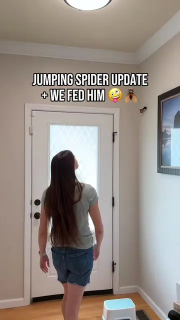 Do you think he likes his new home? 🥹🕷️🕸️ #jumpingspider #jumpingspiderspet #