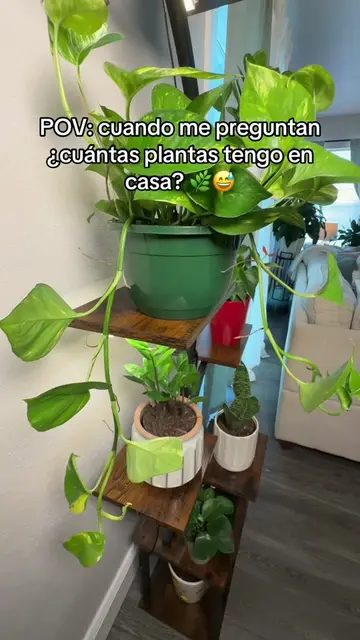 Epifanio, Gertrudis, Pancracio… y todavía faltan. 😂🌿 #Plantas #PlantasDeInteri