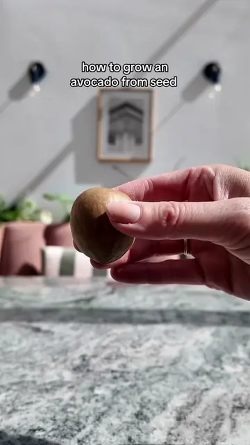 How to grow an avocado from seed (aka pit) 🌱 I’ve been wanting to try this for 