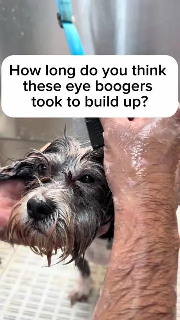 This little Havanese came in needing some extra TLC around the eyes 🥹✨ Regular 