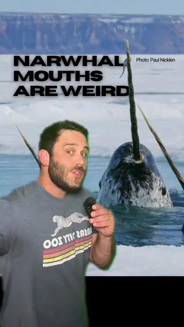 Let’s talk about narwhal tusks - and evolution. #learning #evolution #narwhal #a