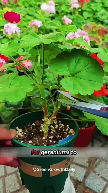 The Hidden Mistake That's Ruining Your Geraniums! geraniums geranium care how to