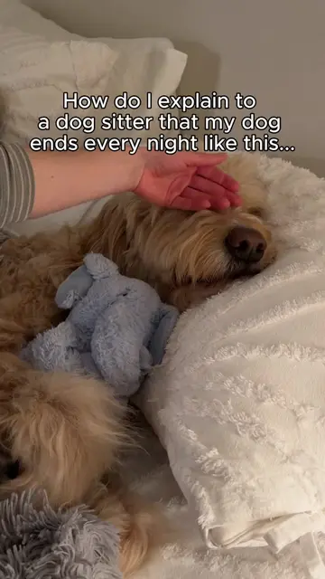 But seriously how do I explain this? 🤦🏻‍♀️ #doglife #goldendoodle #cutedog #ni