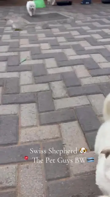 These are the most adorable puppies 🥰.. they are readyyy for adoption in Gaboro