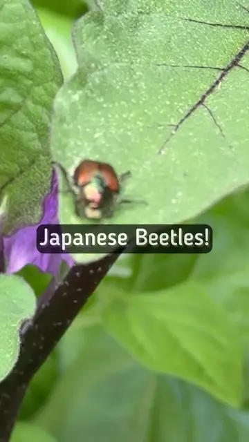 Japanese Beetles are an invasive pest in North America and they chew on plant ti