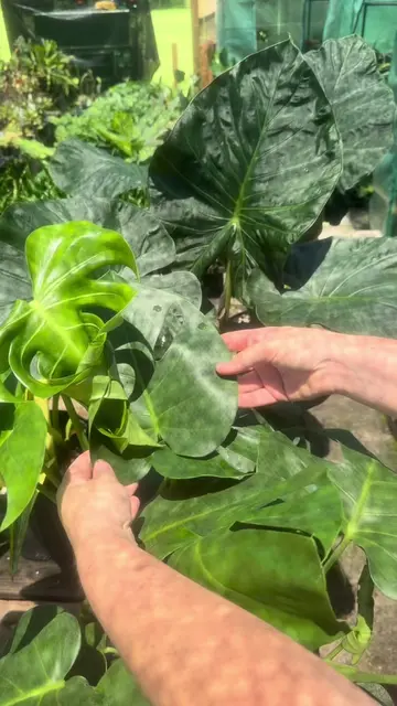 Sometimes new leaves on aroids can grow through fenestration on older leaves! We