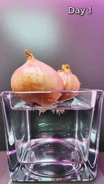 Watch Onion Grow at 10,000x Speed ⚡️🌱 #Shorts #gardening  #timelapse #plantgrow