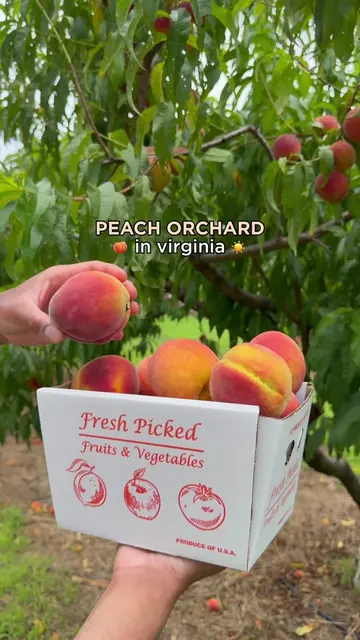 It’s peach season! Pick your own peaches at this family-owned farm. Their eight-
